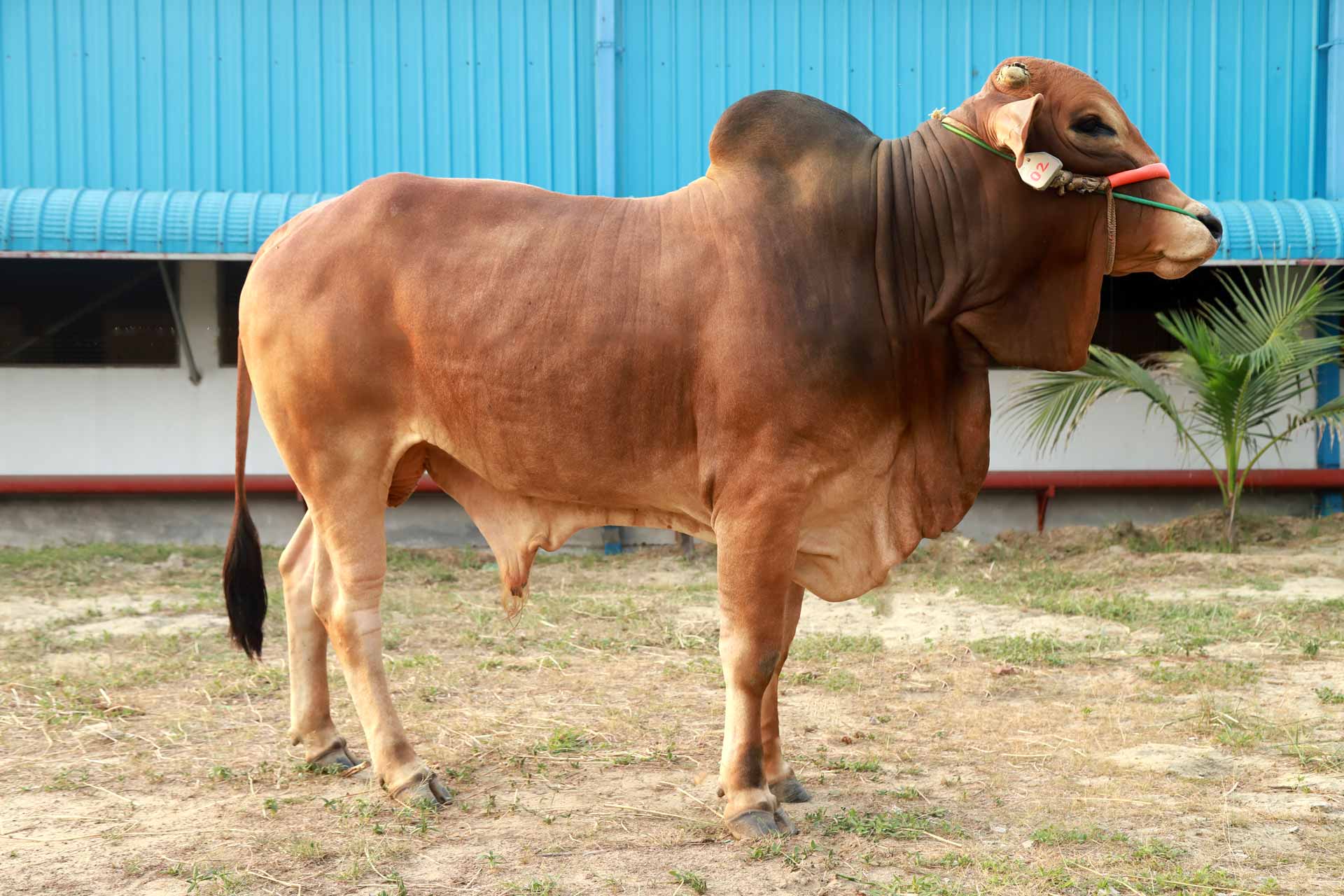 ব্রাহমা চ্যাম্পিয়ন